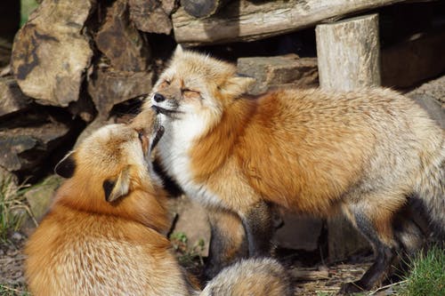 伍德附近的红狐狸 · 免费素材图片