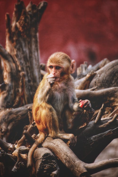 有关动物, 动物摄影, 恒河猴的免费素材图片
