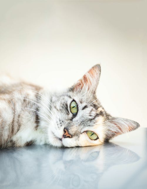 有关动物, 动物摄影, 可爱的的免费素材图片