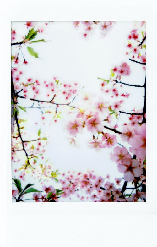 粉色樱花树 · 免费素材图片