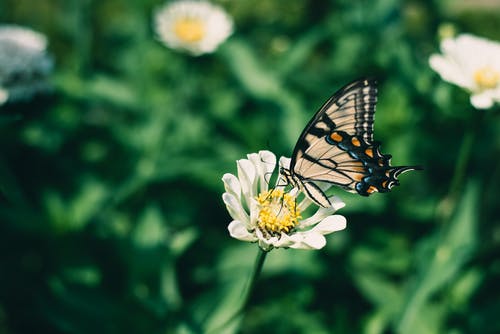 有关授粉, 昆虫, 栖息的免费素材图片