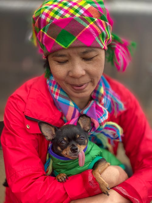 有趣的纯种小狗在亚洲女人的手中 · 免费素材图片