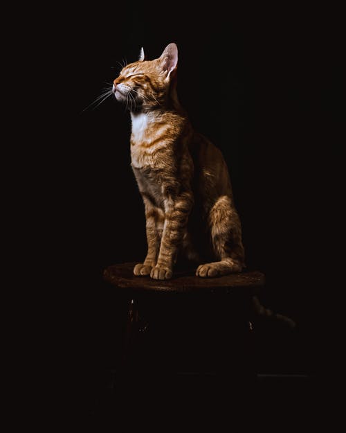 坐在棕色的木凳上的棕色虎斑猫 · 免费素材图片