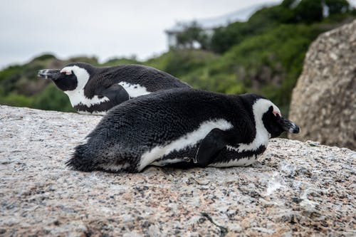 有关可爱, 野生动物, 非洲企鹅的免费素材图片
