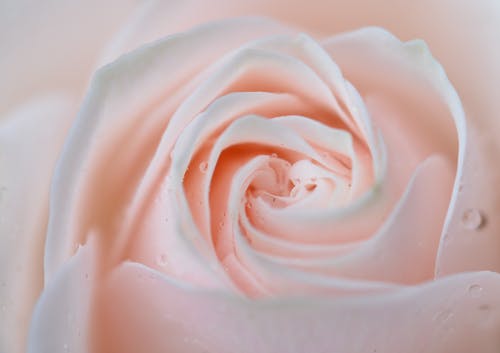 有关特写, 玫瑰, 粉红色的花的免费素材图片