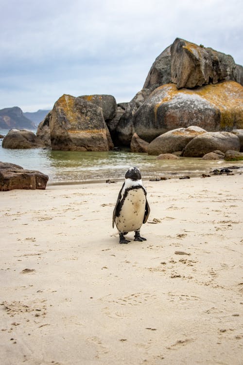 有关企鹅, 动物, 岩石的免费素材图片