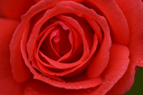 有关特写, 玫瑰, 红花的免费素材图片