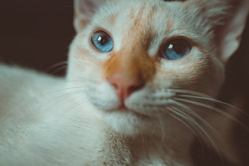 蓝眼睛的白色和棕色猫 · 免费素材图片