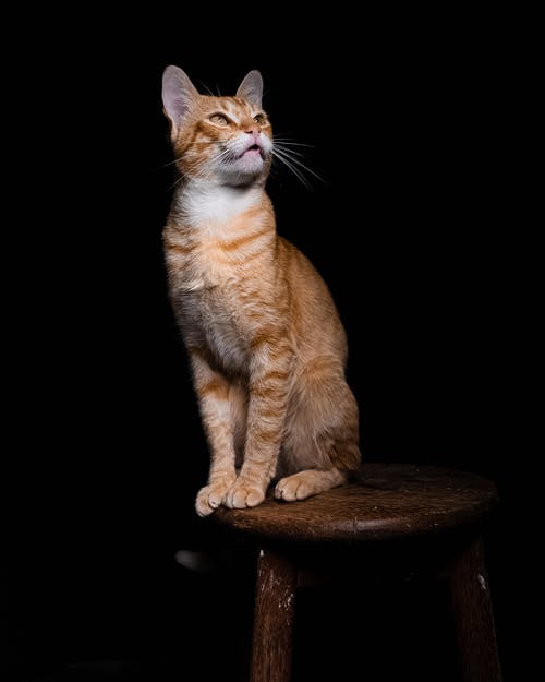 有关休息室, 伴侣, 保真度的免费素材图片