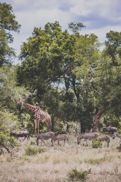 有关公园, 动物, 南非的免费素材图片