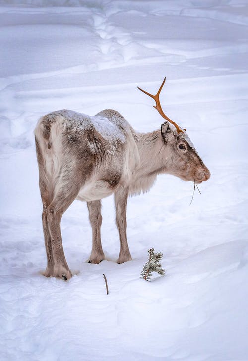 布朗鹿在积雪覆盖的地面上 · 免费素材图片