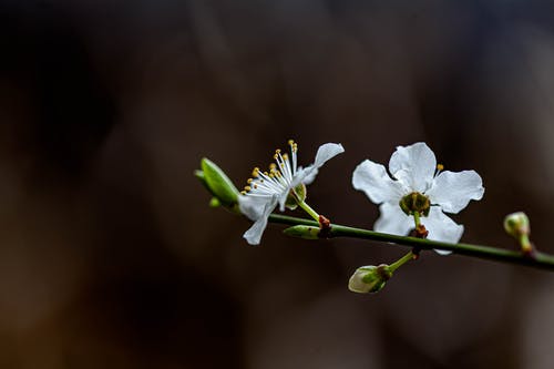 有关分公司, 宏观, 植物群的免费素材图片