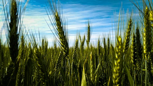 有关增长, 小麦, 牧场的免费素材图片