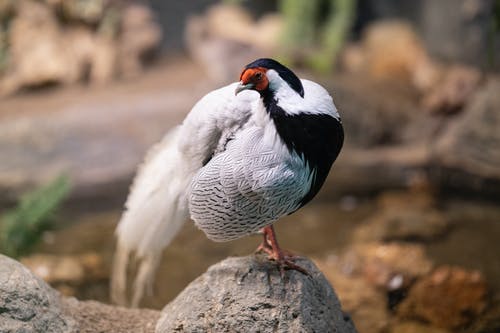黑白鸟在一块岩石上 · 免费素材图片