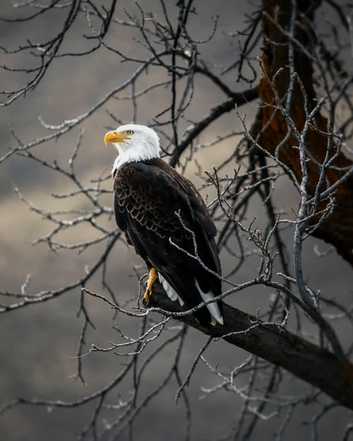 棕色树枝上的白色和棕色鹰 · 免费素材图片