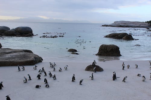有关企鹅, 动物, 动物摄影的免费素材图片