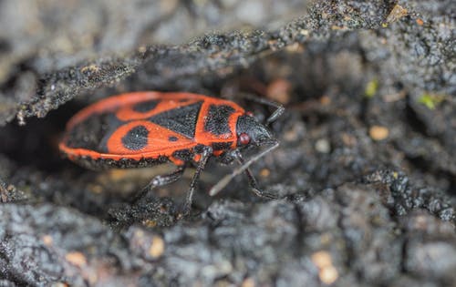 橙色和黑色的甲虫 · 免费素材图片