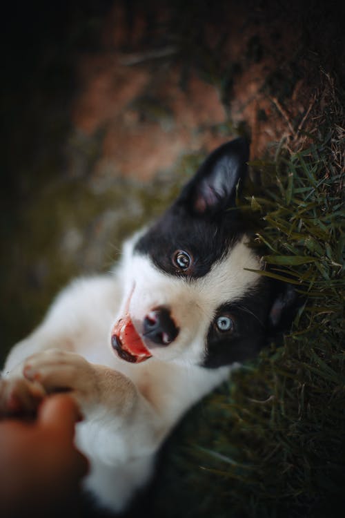 黑色和白色边境牧羊犬幼犬躺在绿色的草地上 · 免费素材图片