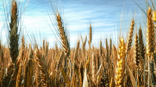 棕色麦田 · 免费素材图片