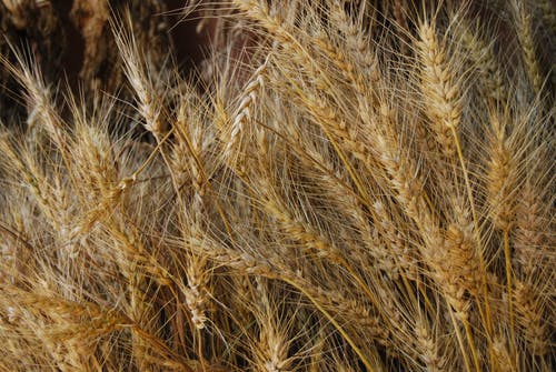 有关大麦, 小麦, 特写的免费素材图片