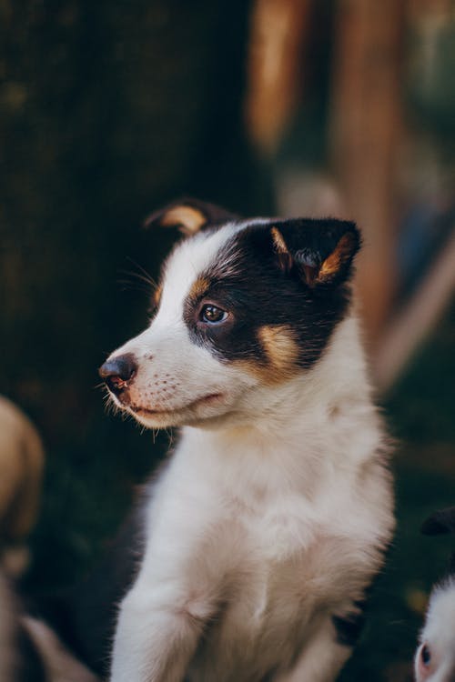 黑色和白色边境牧羊犬幼犬 · 免费素材图片