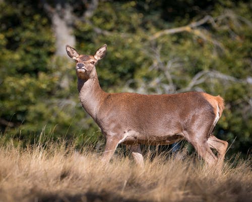 在绿色草地上的棕色鹿 · 免费素材图片