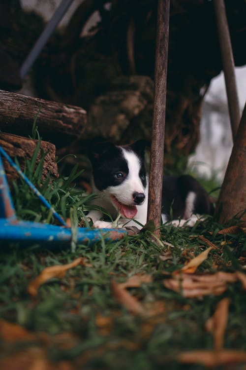 狗躺在草地上的照片 · 免费素材图片