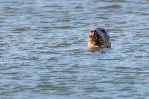 海狮在水中 · 免费素材图片