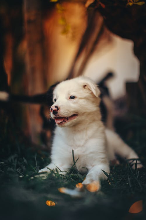 在绿草上的白色短涂层的小狗 · 免费素材图片