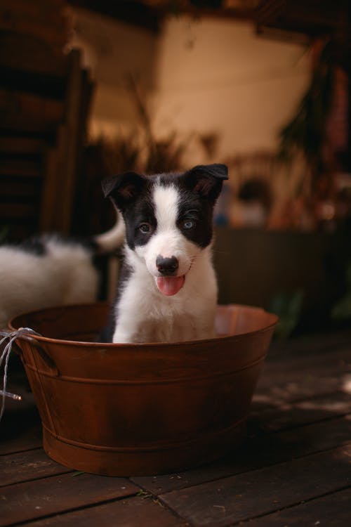 黑色和白色边境牧羊犬幼犬在棕色桶 · 免费素材图片