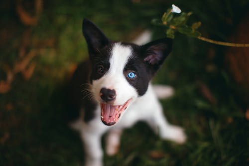 黑色和白色边境牧羊犬幼犬 · 免费素材图片