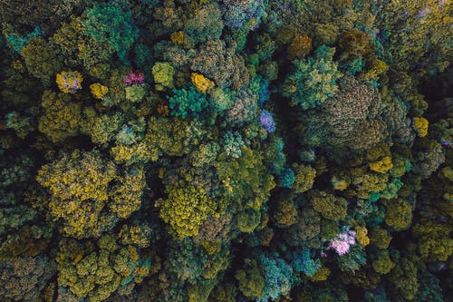 空中射击的森林 · 免费素材图片