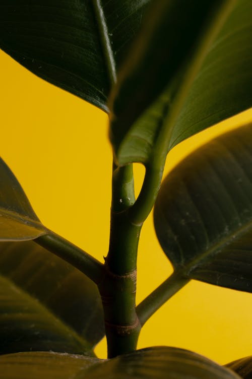 植物的特写照片 · 免费素材图片