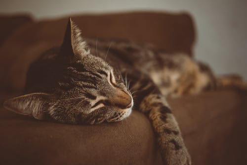 猫在沙发上睡觉的照片 · 免费素材图片