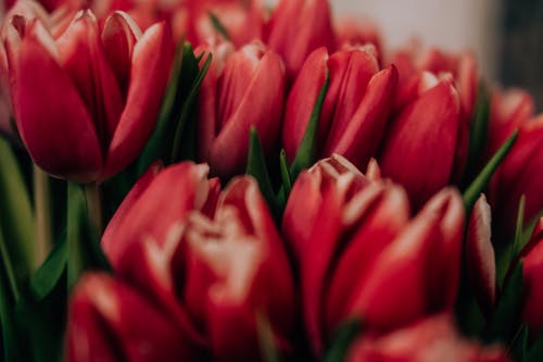 红色郁金香的特写照片 · 免费素材图片