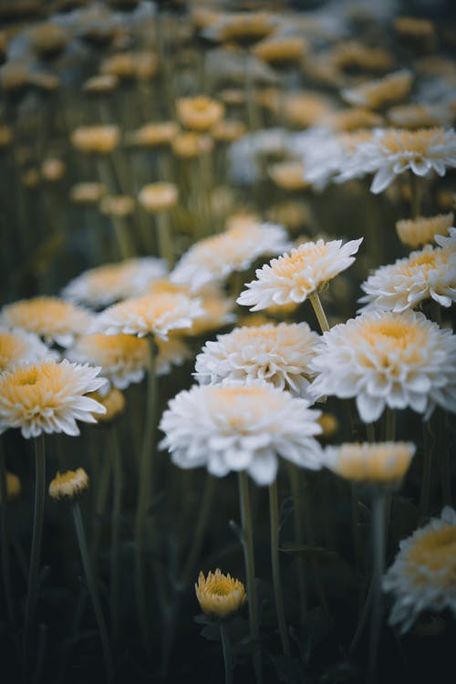 白色和黄色的花朵的特写照片 · 免费素材图片