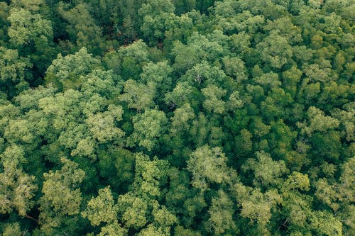 有关从上面, 森林, 树木的免费素材图片
