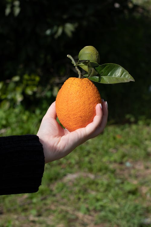 有关可口的, 柑橘, 柑橘类水果的免费素材图片