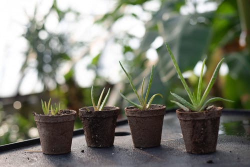 盆栽植物 · 免费素材图片