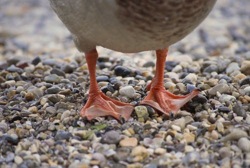红鸭脚与鹅卵石上的膜 · 免费素材图片