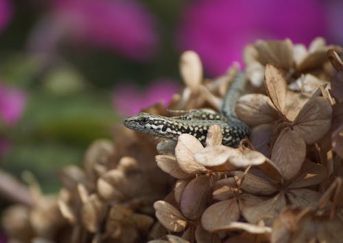 躺在花上的小蜥蜴 · 免费素材图片