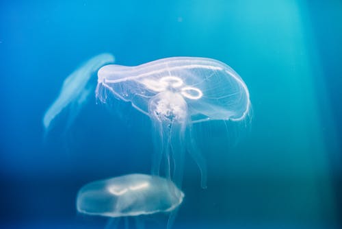 水下水母的照片 · 免费素材图片