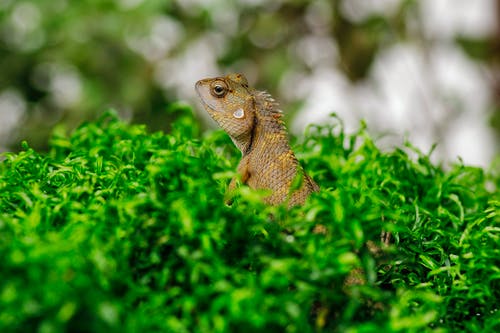 异国情调的蜥蜴在绿草 · 免费素材图片