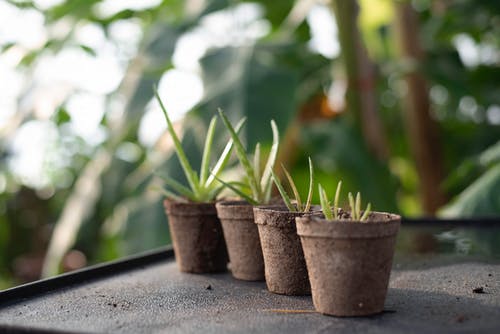 盆栽植物 · 免费素材图片