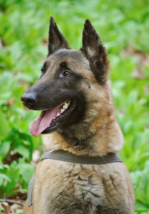 比利时玛利诺犬照片 · 免费素材图片