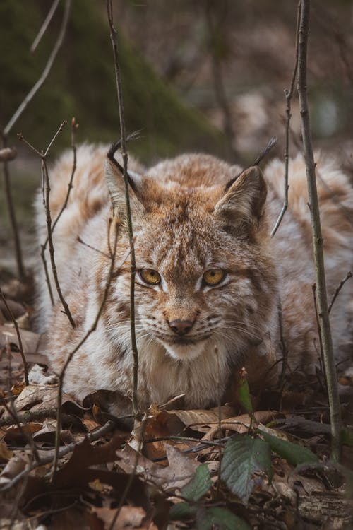 Lyn的照片 · 免费素材图片