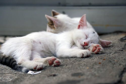 躺在地上的白猫 · 免费素材图片