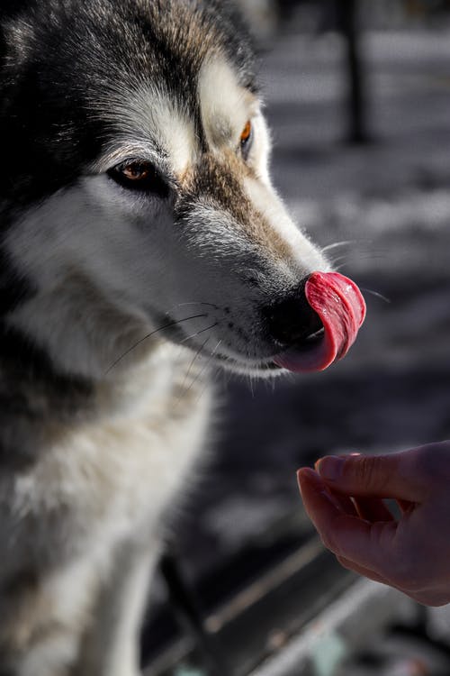 白色和黑色西伯利亚雪橇犬 · 免费素材图片