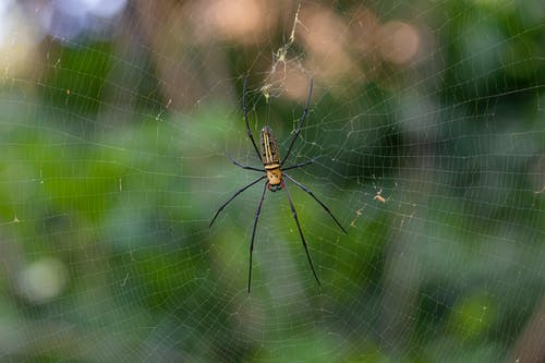 有关nephila pilipes, Web, 动物的免费素材图片