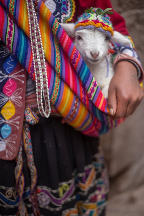 有关动物, 南美洲, 围巾的免费素材图片